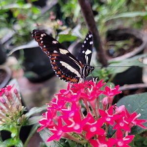 Longwing butterfly -Zoo de Santillana del Mar (2023)