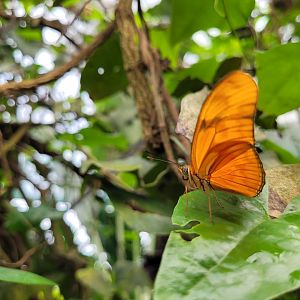 Julia butterfly -Zoo de Santillana del Mar (2023)