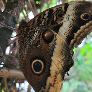 Owl butterfly -Zoo de Santillana del Mar (2023)