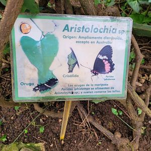 Butterfly and plant sign -Zoo de Santillana del Mar (2023)