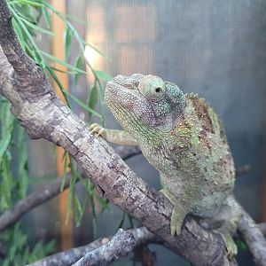 Jackson's chameleon -Zoo de Santillana del Mar (2023)