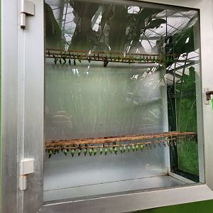 Chrysalis display -Zoo de Santillana del Mar (2023)