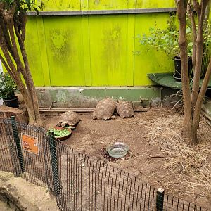 African spurred tortoise exhibit -Zoo de Santillana del Mar (2023)