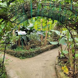 Butterfly garden -Zoo de Santillana del Mar (2023)