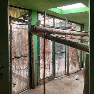 Eurasian collared dove exhibit -Zoo de Santillana del Mar (2023)