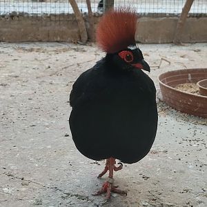 Crested partridge -Zoo de Santillana del Mar (2023)