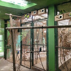 Budgerigar exhibit -Zoo de Santillana del Mar (2023)