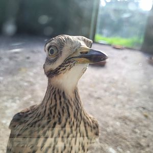 Eurasian thick-knee -Zoo de Santillana del Mar (2023)