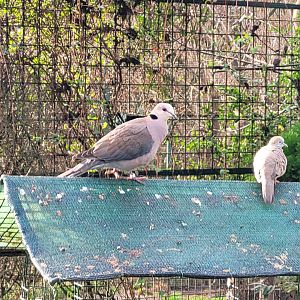 Red-eyed dove and Zebra dove -Zoo de Santillana del Mar (2023)