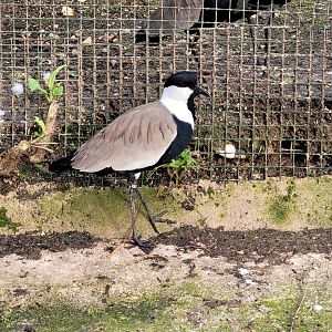 Spur-winged lapwing -Zoo de Santillana del Mar (2023)