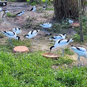 Pied avocets -Zoo de Santillana del Mar (2023)