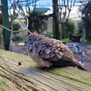 Zebra dove -Zoo de Santillana del Mar (2023)