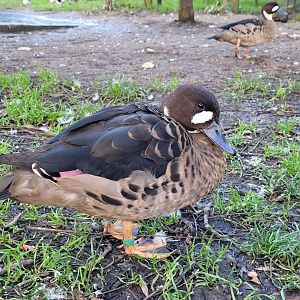 Spectacled duck -Zoo de Santillana del Mar (2023)
