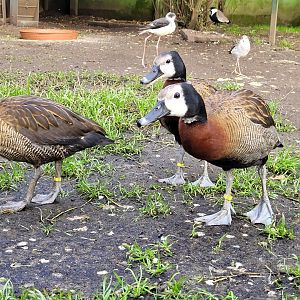 White-faced whistling ducks -Zoo de Santillana del Mar (2023)