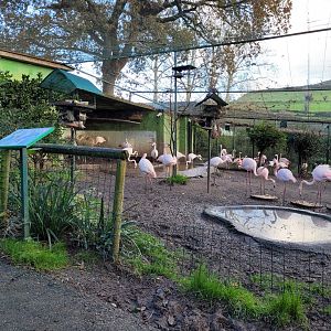 Walkthrough Aviary #2 -Zoo de Santillana del Mar (2023)