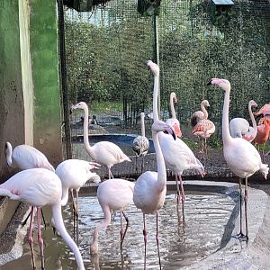 Greater flamingoes -Zoo de Santillana del Mar (2023)