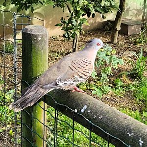 Crested pigeon -Zoo de Santillana del Mar (2023)