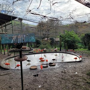 Walkthrough Aviary #3 -Zoo de Santillana del Mar (2023)