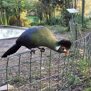 White-cheeked turaco -Zoo de Santillana del Mar (2023)