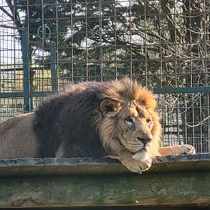Asiatic lion -Zoo de Santillana del Mar (2023)