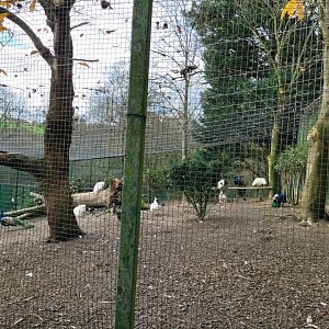 Indian peafowl and African comb duck exhibit -Zoo de Santillana del Mar (2023)