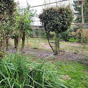 Walkthrough Aviary #3 -Zoo de Santillana del Mar (2023)