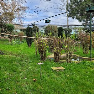 Walkthrough Aviary #4 -Zoo de Santillana del Mar (2023)