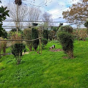 Walkthrough Aviary #4 -Zoo de Santillana del Mar (2023)