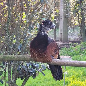 Great curassow -Zoo de Santillana del Mar (2023)