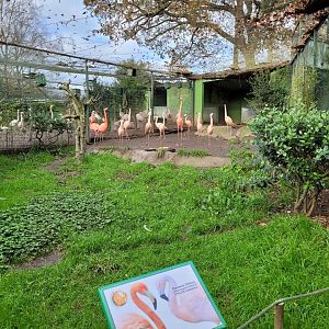 Cuban flaimgo and Chilean flamingo exhibit -Zoo de Santillana del Mar (2023)