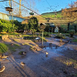 Walkthrough Aviary #5 -Zoo de Santillana del Mar (2023)