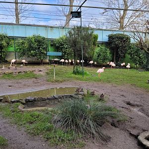 Walkthrough Aviary #5 -Zoo de Santillana del Mar (2023)