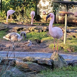 Lesser flamingoes -Zoo de Santillana del Mar (2023)