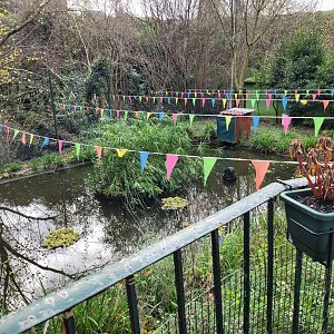 Paradise shelduck and Goldfish exhibit -Zoo de Santillana del Mar (2023)