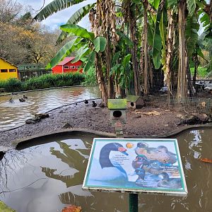 Waterfowl exhibit #10 -Zoo de Santillana del Mar (2023)