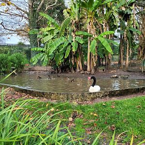 Waterfowl exhibit #10 -Zoo de Santillana del Mar (2023)