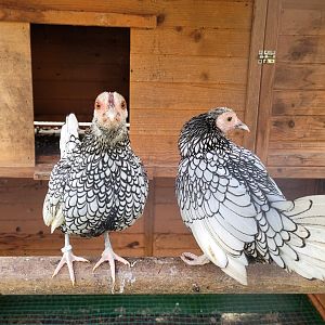 Silver Sebright hens -Zoo de Santillana del Mar (2023)
