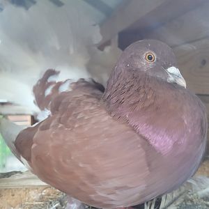 Domestic pigeon -Zoo de Santillana del Mar (2023)