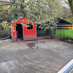 Guinea pig and Domestic rabbit exhibit -Zoo de Santillana del Mar (2023)