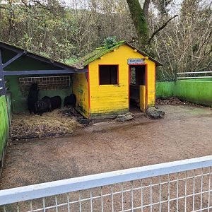 Ouessant sheep exhibit -Zoo de Santillana del Mar (2023)