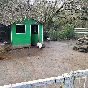 West African pygmy goat exhibit -Zoo de Santillana del Mar (2023)