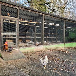 Chicken and Pigeon coop -Zoo de Santillana del Mar (2023)