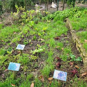 Vegetable garden -Zoo de Santillana del Mar (2023)
