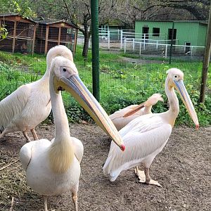 Great white pelican -Zoo de Santillana del Mar (2023)