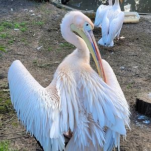 Great white pelican -Zoo de Santillana del Mar (2023)