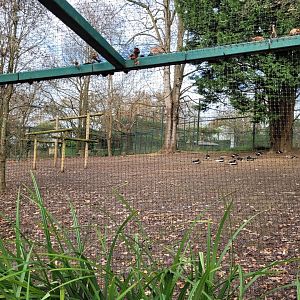 Lesser white-fronted goose and Red-breasted goose exhibit -Zoo de Santillana del Mar (2023)