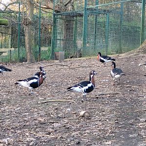 Red-breasted geese -Zoo de Santillana del Mar (2023)