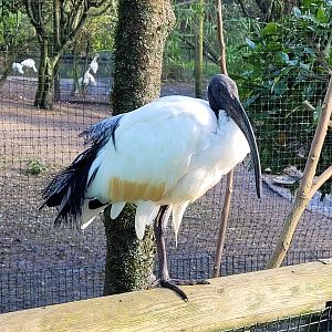 African sacred ibis -Zoo de Santillana del Mar (2023)