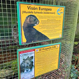 European mink signae -Zoo de Santillana del Mar (2023)