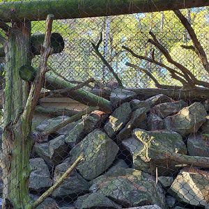 Salisbury Zoo - Canada lynx